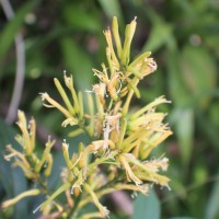 Dracaena reflexa Lam.